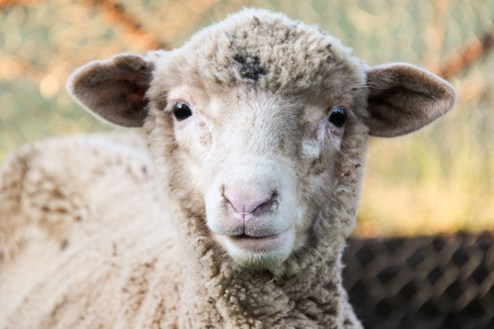 More Lambs equals More Money: Preparing for Lambing
